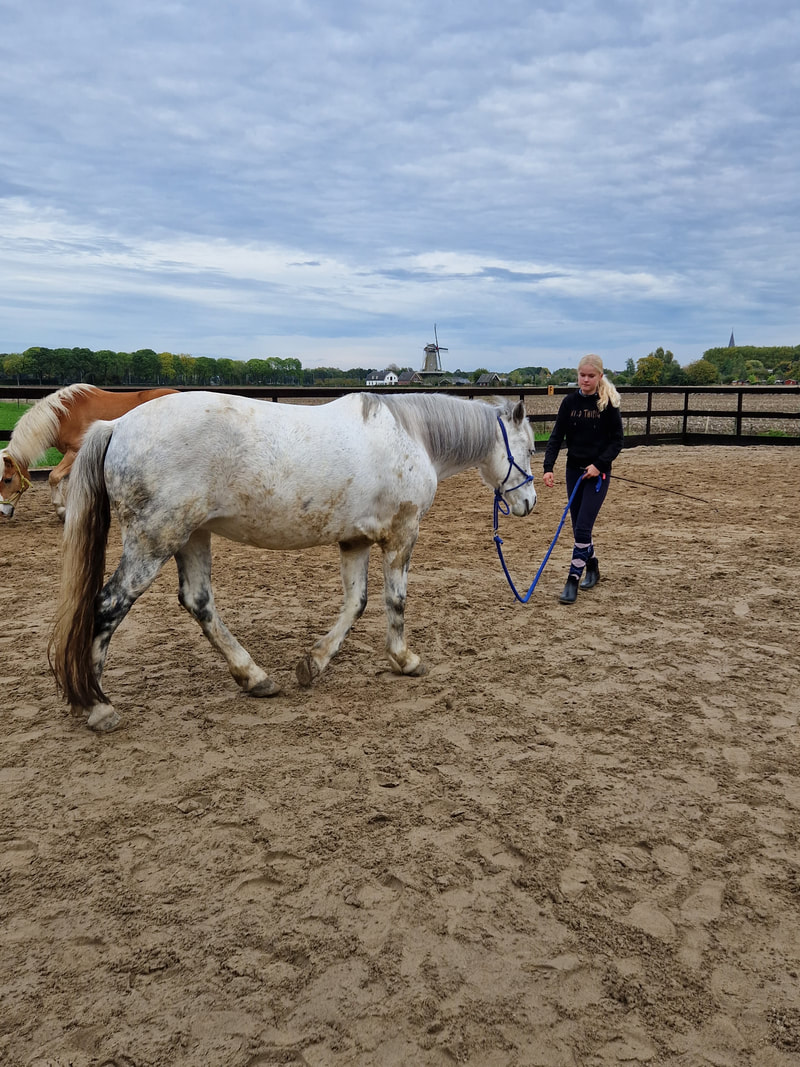 contact-ponyboerderij-oostromshoeve