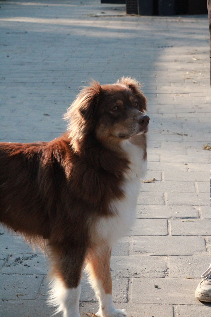 onze-honden-ponyboerderij-oostromshoeve