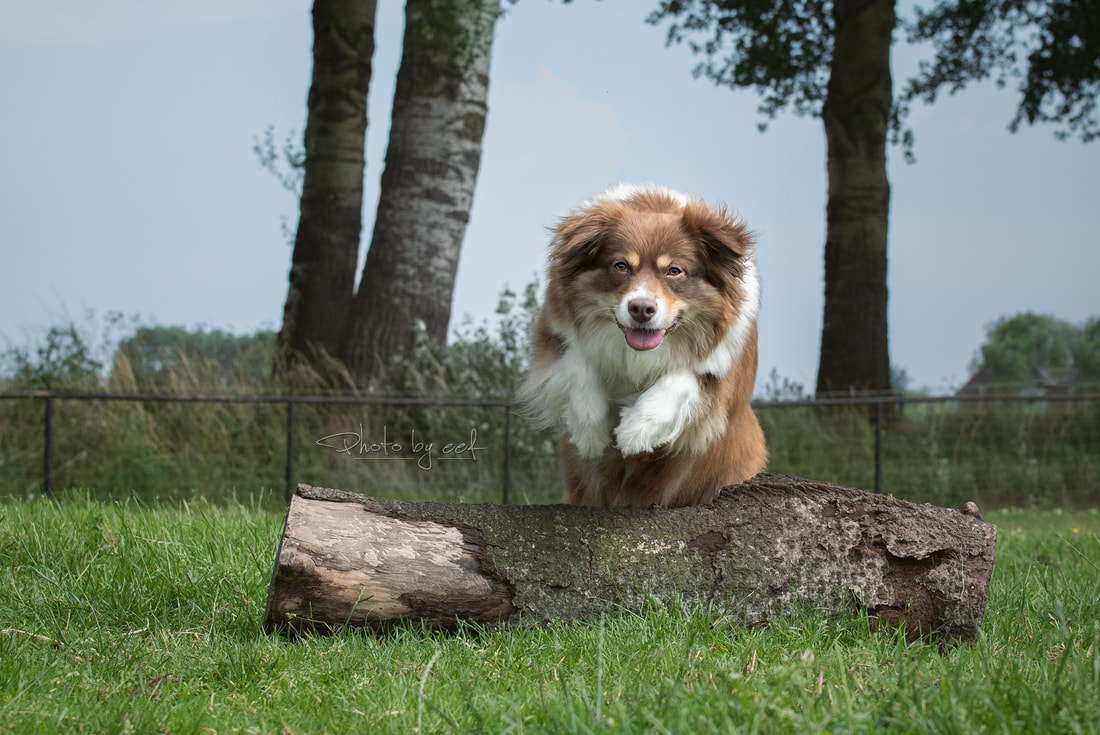 onze-honden-ponyboerderij-oostromshoeve